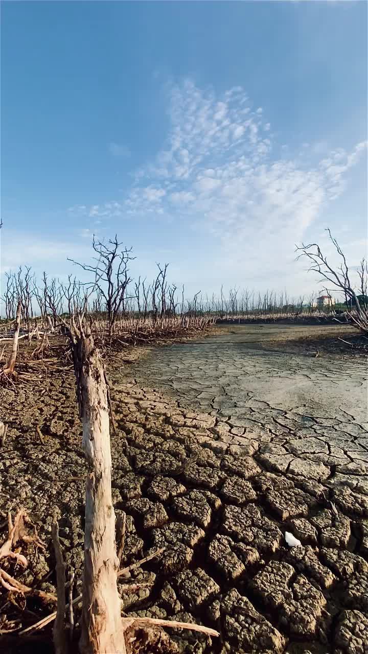 红树林被破坏的景观，是红树林因破坏和生境的扩大而丧失。栖息地扩张破坏环境，红树林退化视频素材