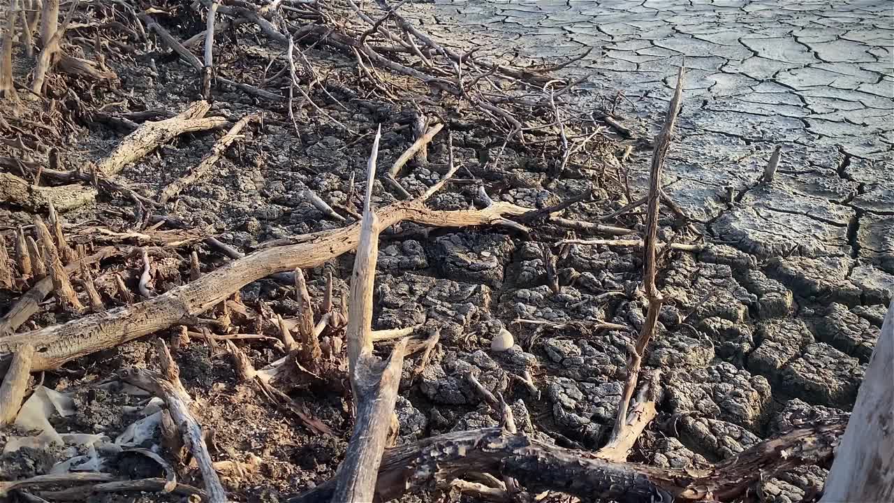 红树林被破坏的景观，是红树林因破坏和生境的扩大而丧失。栖息地扩张破坏环境，红树林退化视频下载