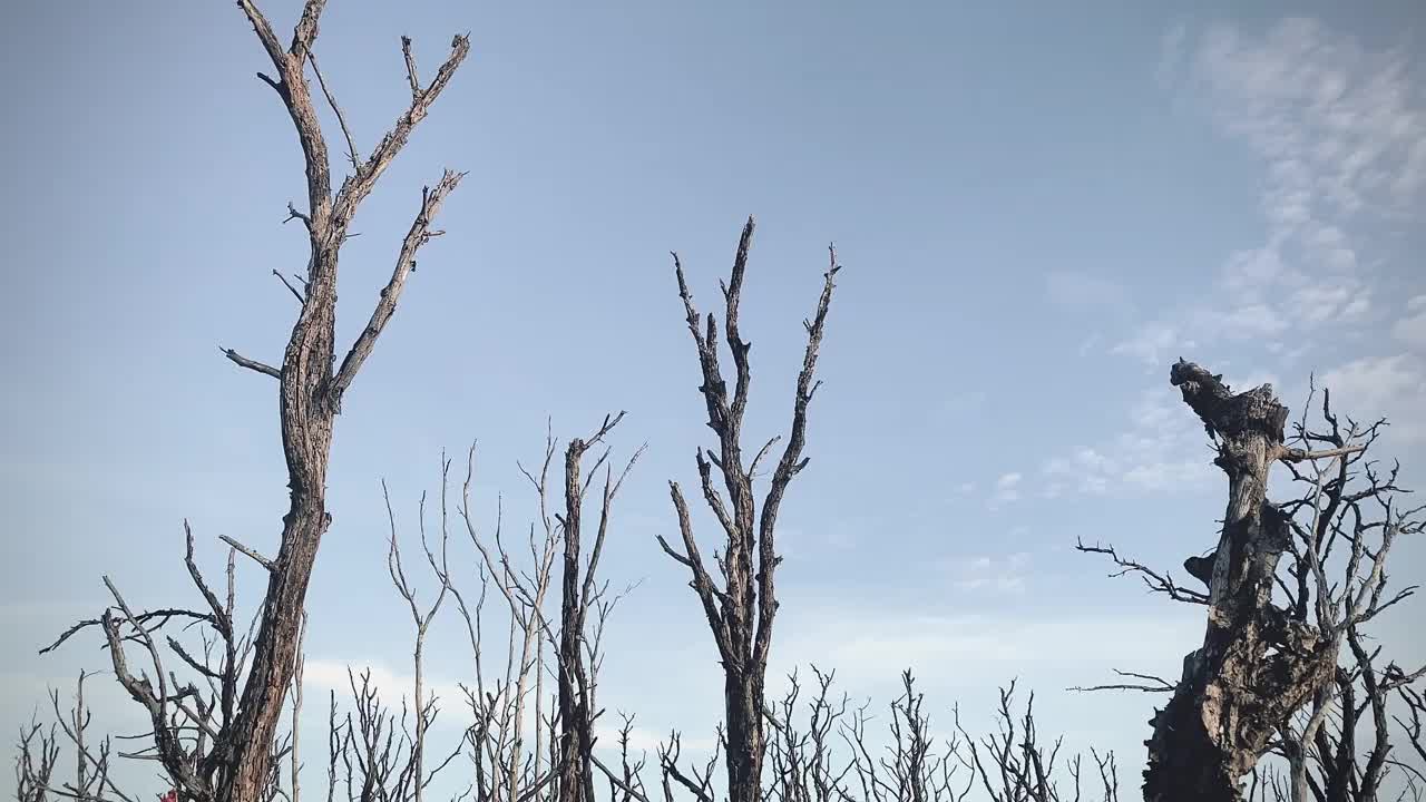 红树林被破坏的景观，是红树林因破坏和生境的扩大而丧失。栖息地扩张破坏环境，红树林退化视频下载