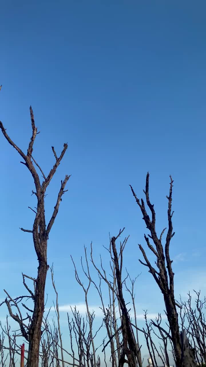 红树林被破坏的景观，是红树林因破坏和生境的扩大而丧失。栖息地扩张破坏环境，红树林退化视频下载