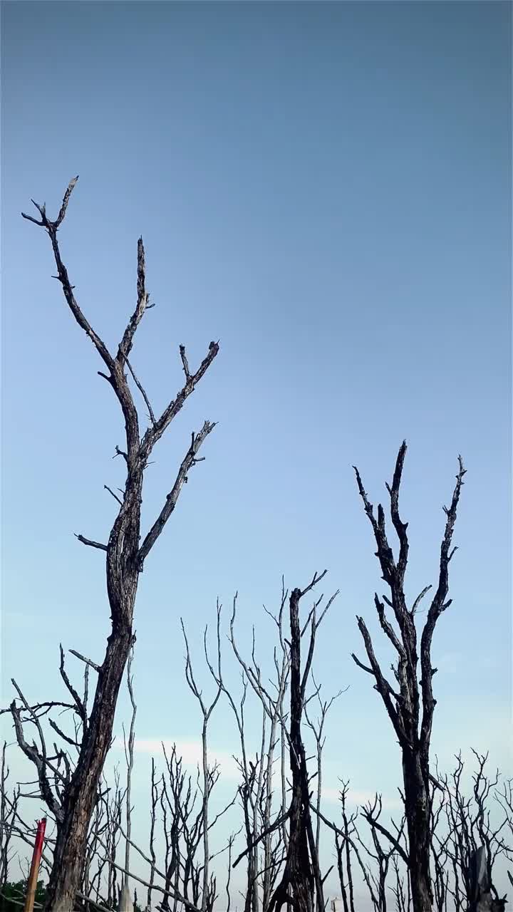 红树林被破坏的景观，是红树林因破坏和生境的扩大而丧失。栖息地扩张破坏环境，红树林退化视频素材