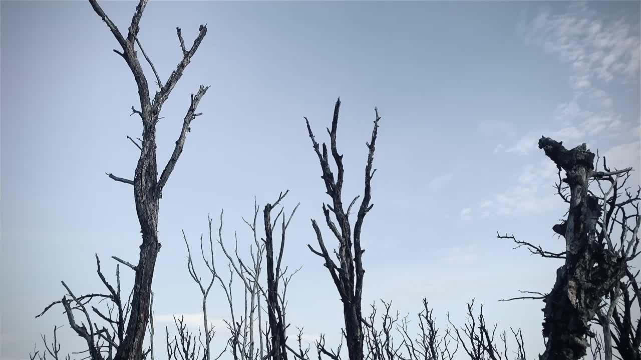 红树林被破坏的景观，是红树林因破坏和生境的扩大而丧失。栖息地扩张破坏环境，红树林退化视频素材