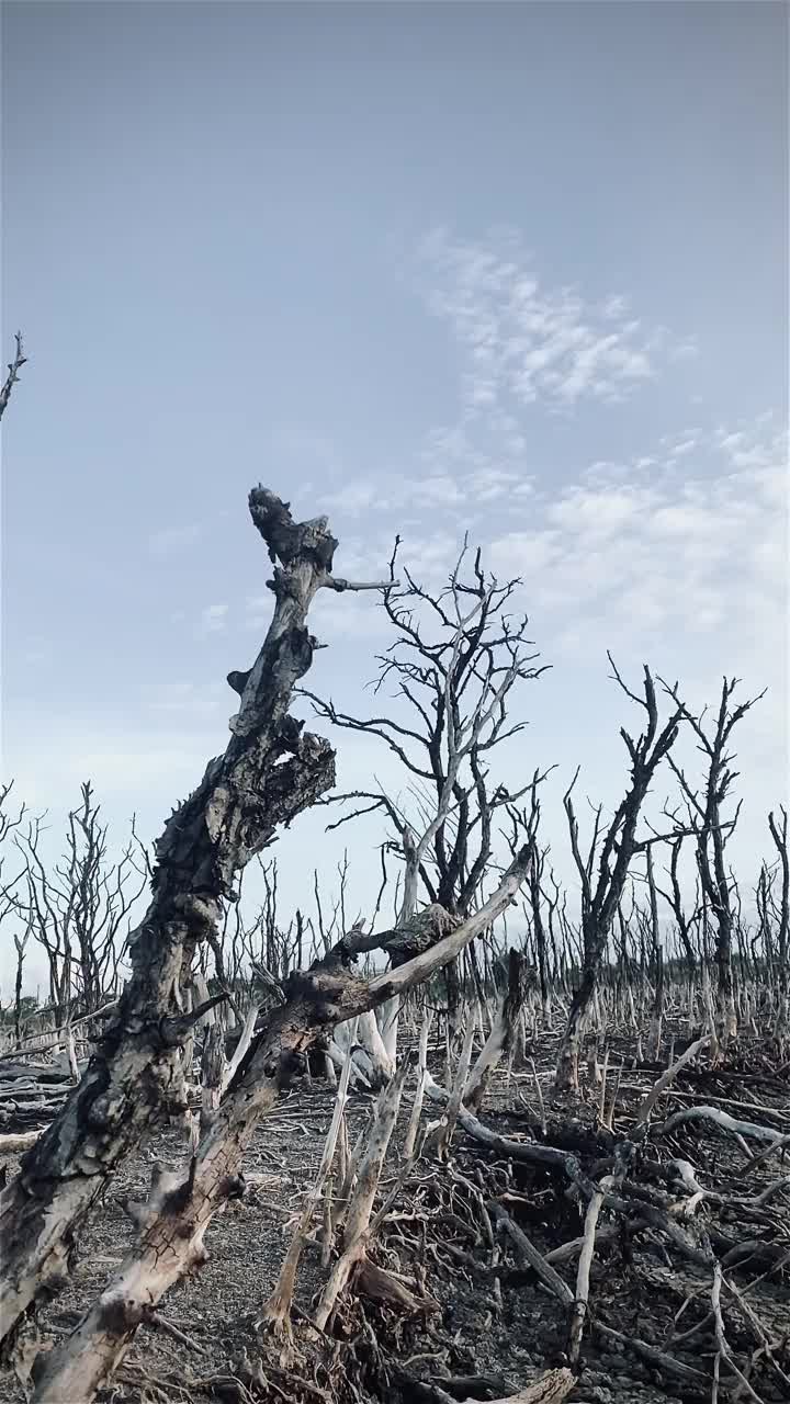 红树林被破坏的景观，是红树林因破坏和生境的扩大而丧失。栖息地扩张破坏环境，红树林退化视频素材