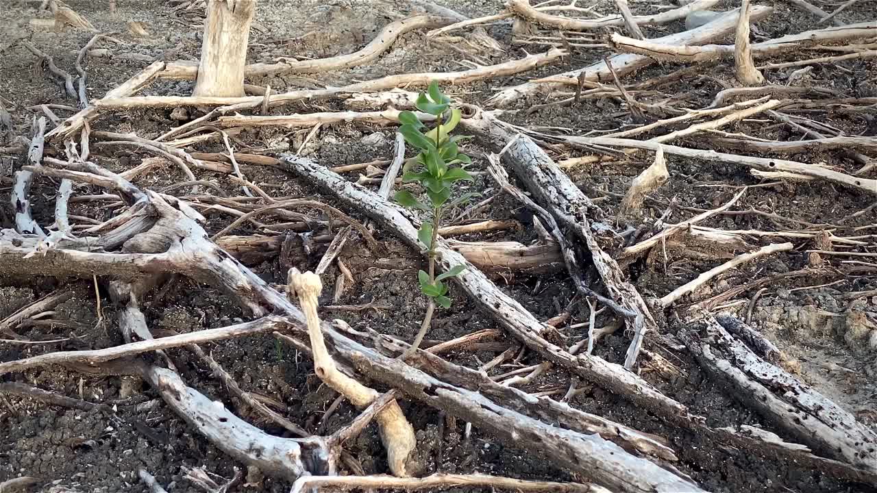 红树林被破坏的景观，是红树林因破坏和生境的扩大而丧失。栖息地扩张破坏环境，红树林退化视频素材