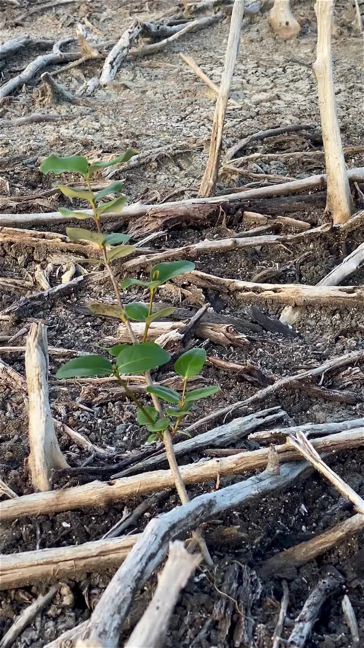 红树林被破坏的景观，是红树林因破坏和生境的扩大而丧失。栖息地扩张破坏环境，红树林退化视频素材