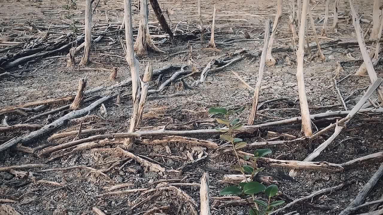 红树林被破坏的景观，是红树林因破坏和生境的扩大而丧失。栖息地扩张破坏环境，红树林退化视频素材