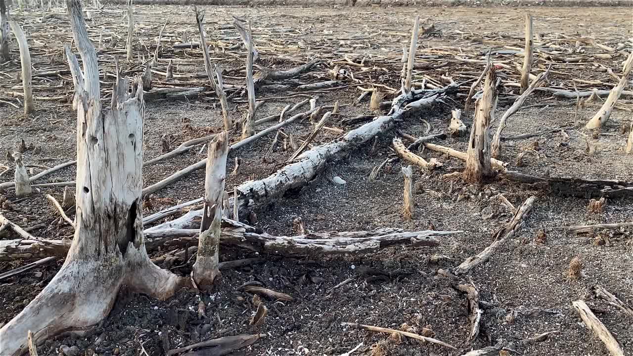 红树林被破坏的景观，是红树林因破坏和生境的扩大而丧失。栖息地扩张破坏环境，红树林退化视频素材