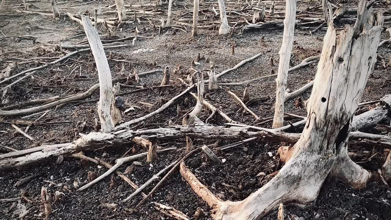 红树林被破坏的景观，是红树林因破坏和生境的扩大而丧失。栖息地扩张破坏环境，红树林退化视频素材