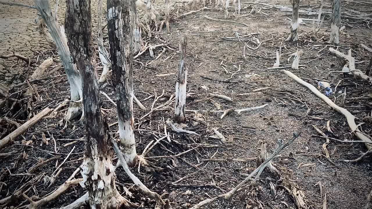 红树林被破坏的景观，是红树林因破坏和生境的扩大而丧失。栖息地扩张破坏环境，红树林退化视频素材