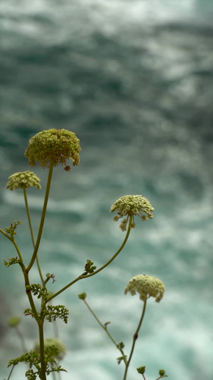 野花与模糊的海洋自然背景视频素材