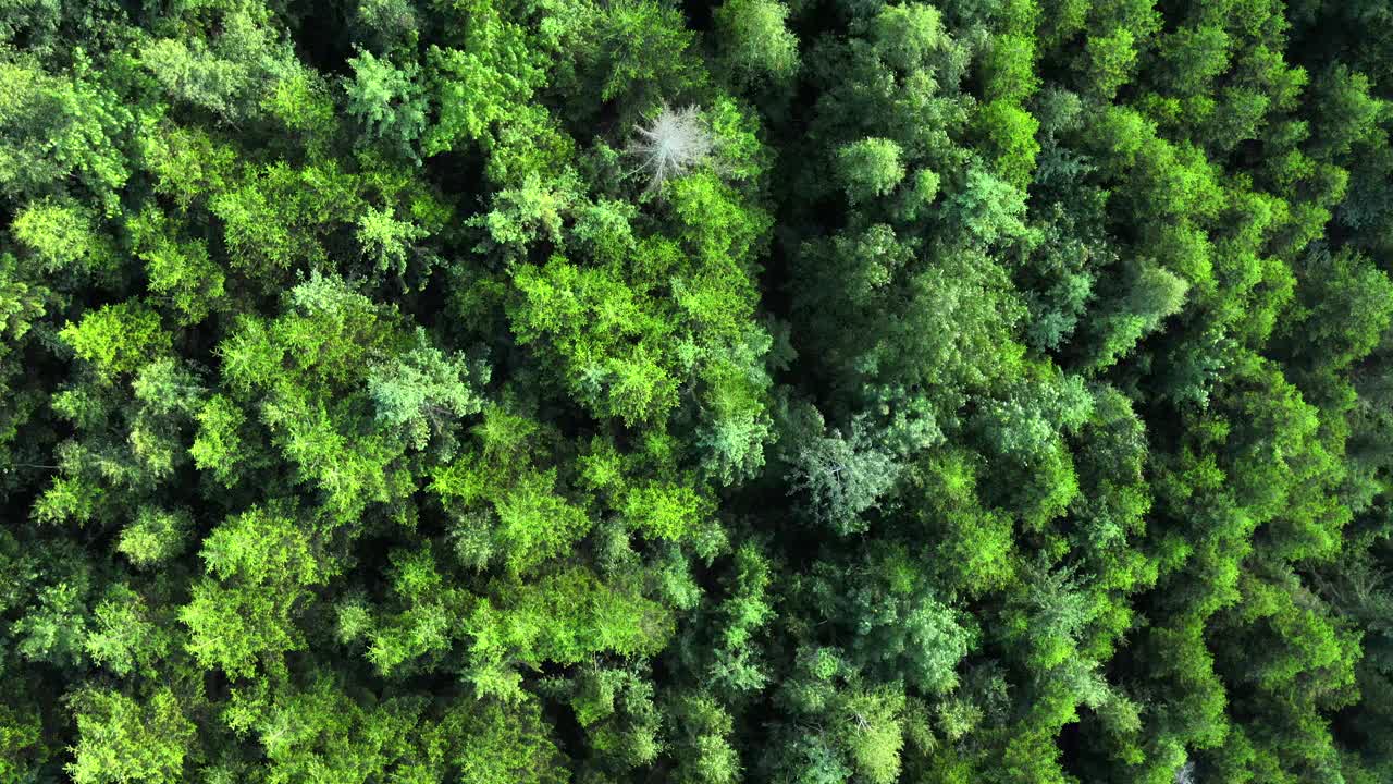 空中无人机的史诗和鼓舞人心的景观绿色针叶林，迷人的和看到惊人的自然在温暖的夏天。国家公园为旅游探险和旅游目的地视频素材