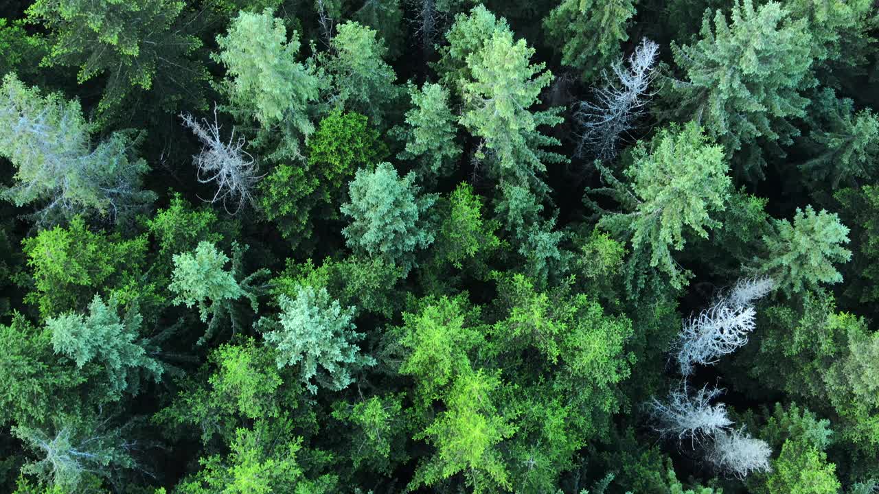 夏季松林鸟瞰图。从上面看针叶林的纹理。穿过绿色树林的小路。绿色背景自然喀尔巴阡山脉，乌克兰，欧洲。旅游的概念视频素材