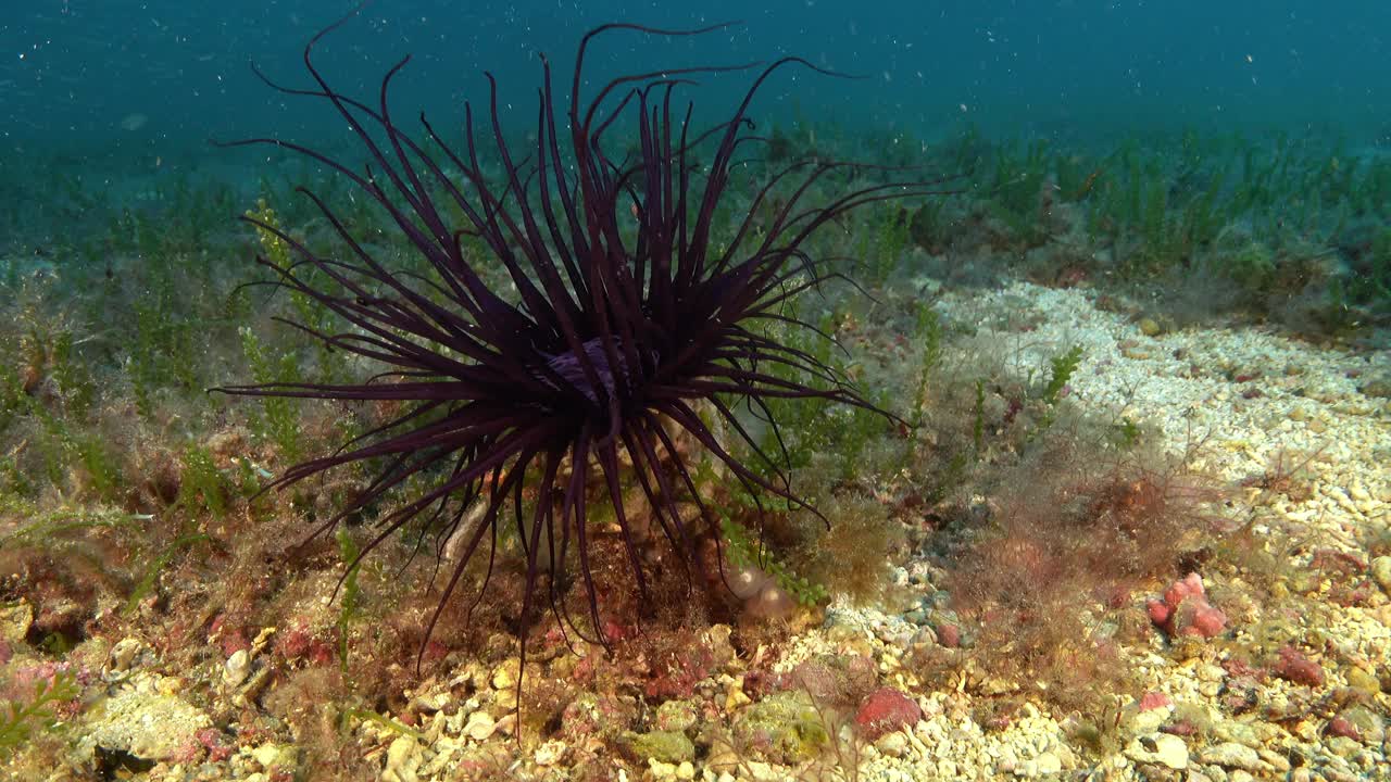 深海生物——海底的海葵视频素材