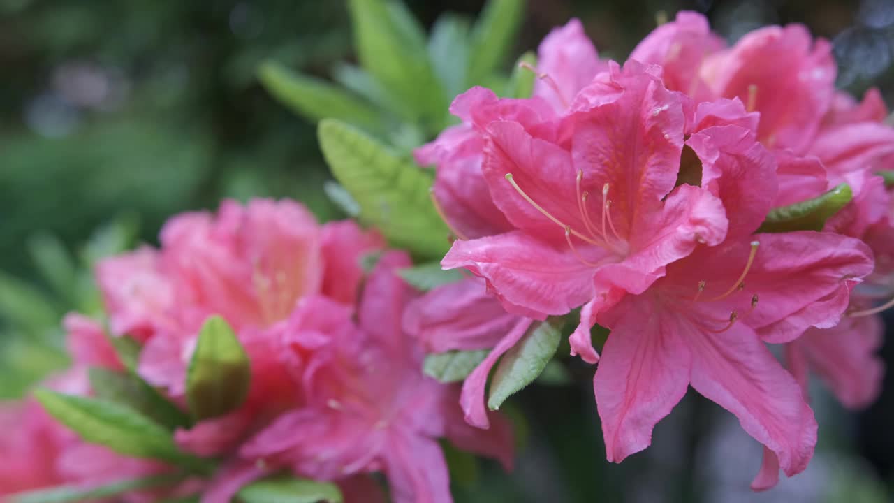 花园里盛开着杜鹃花。视频素材