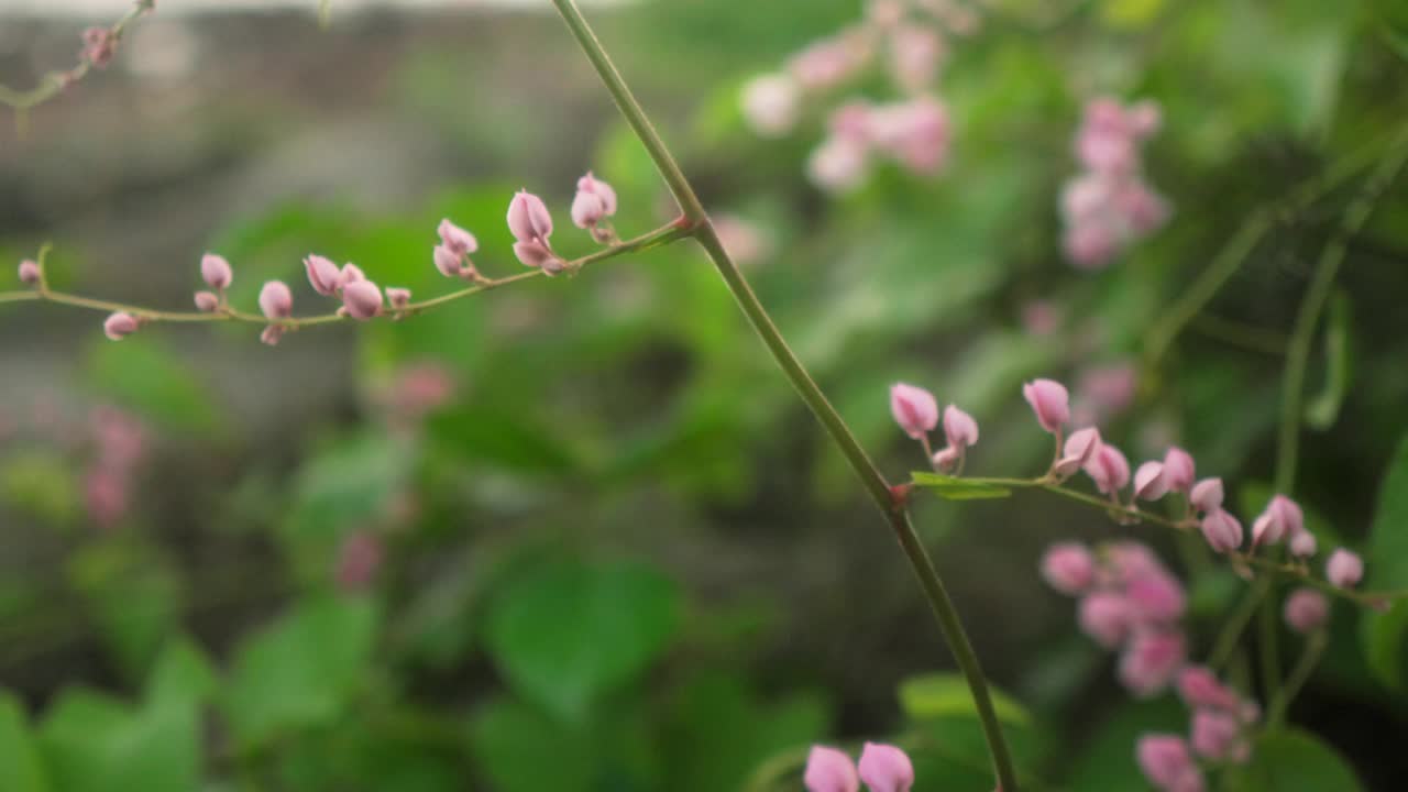 在一个宁静的花园中，精致的粉红色花朵盛开在郁郁葱葱的绿叶中，纤细的茎上视频素材