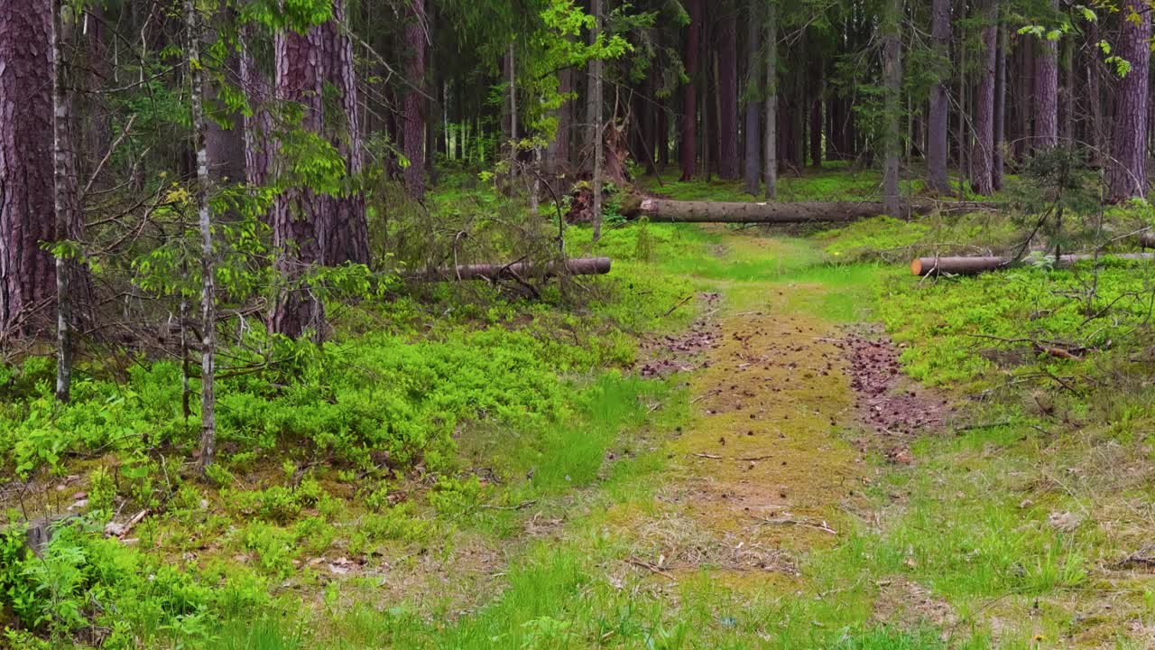 体验春天森林小径的美丽，绿树成荫，小径宁静，是徒步旅行和回归自然的理想选择视频素材