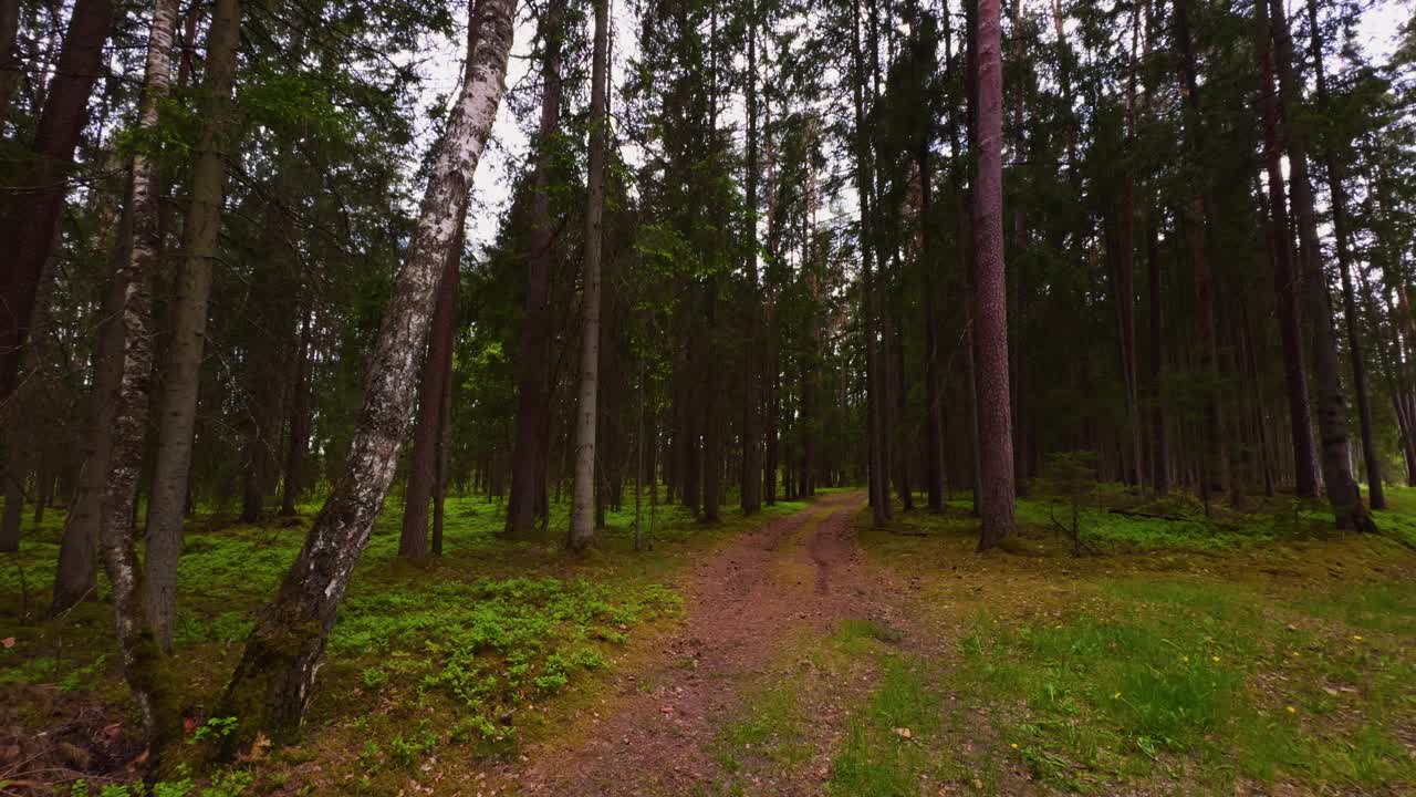 在阴天穿越一条宁静的森林小路，周围是郁郁葱葱的林地，提供一个宁静而未受影响的自然环境视频素材