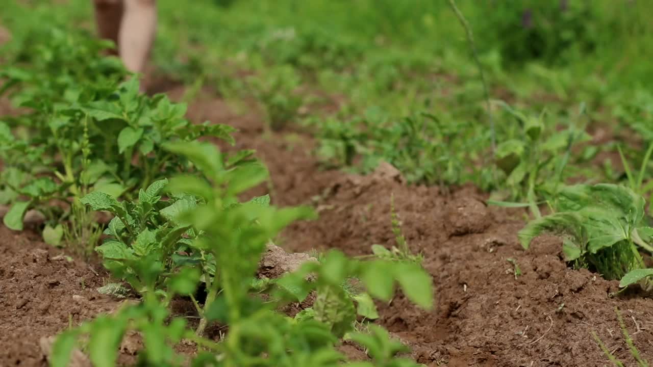 一个农民穿过一排排绿色植物之间的农田。乡村生活理念。特写视频视频下载