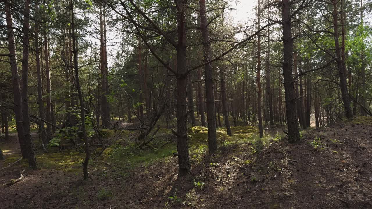 体验和平和宁静的美丽阳光下的森林场景与松树和充满活力的绿色植物，创造一个宁静的林地绿洲视频素材