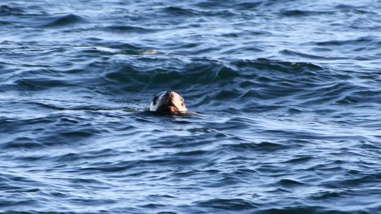 海狮1号视频下载