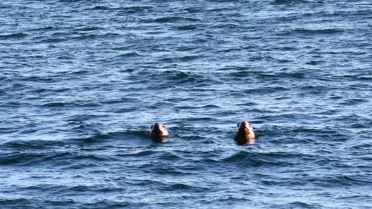 海狮2号视频下载