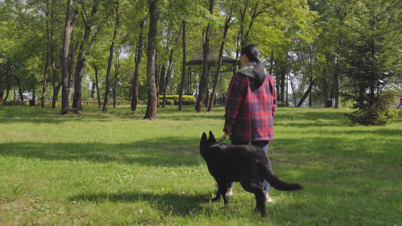 女狗主人带着黑色牧羊犬在夏季公园散步的后视图视频素材