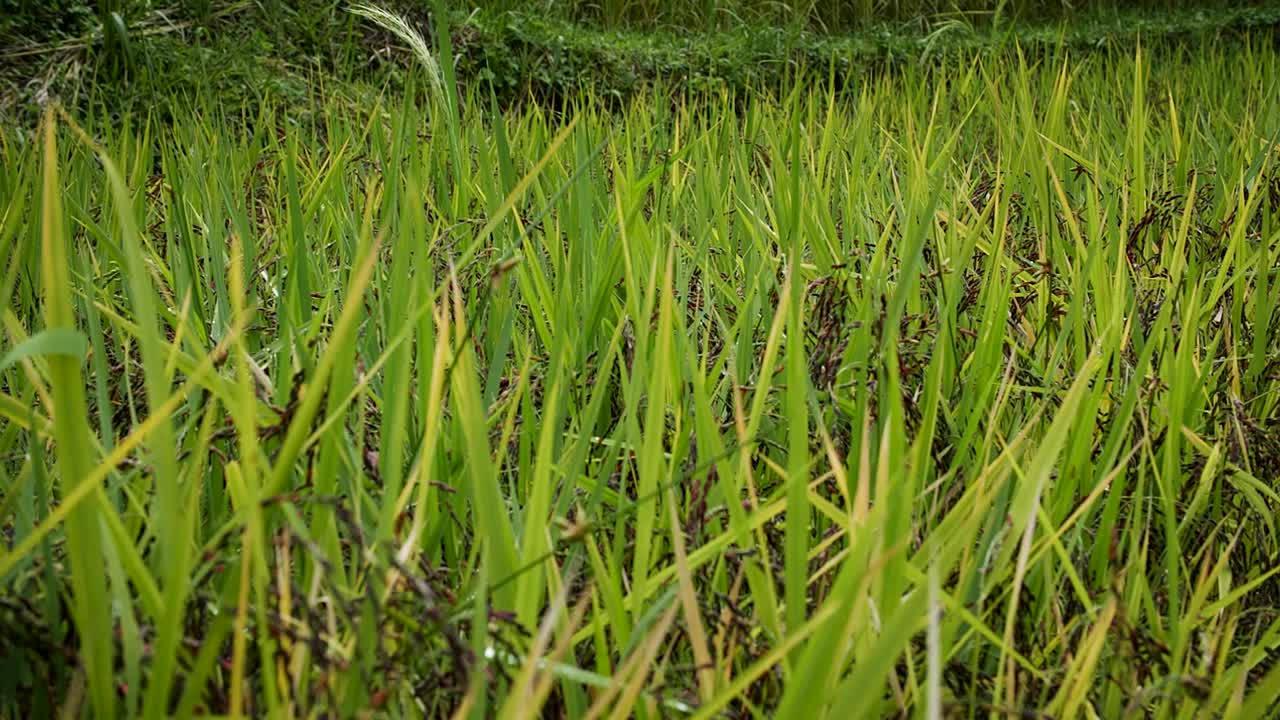 黑稻种植园视频素材