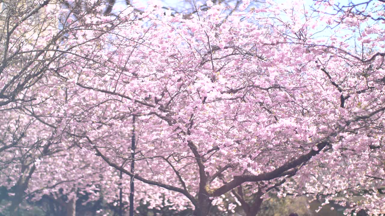 樱花在阳光明媚的日子里绽放视频素材