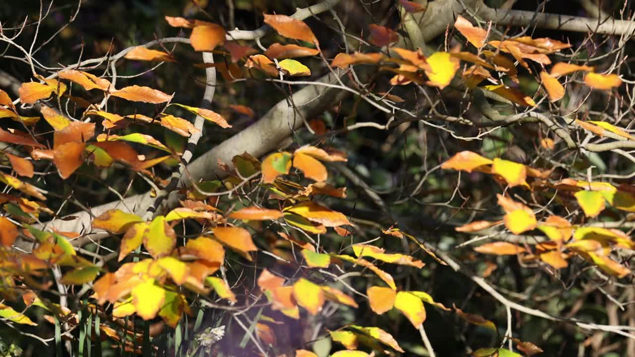 墨尔本的秋叶视频素材