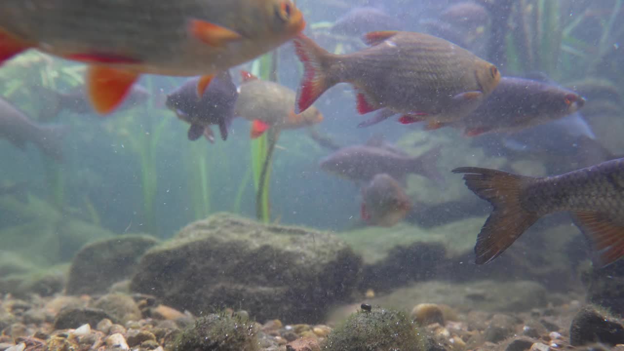 河里的淡水鱼在河里游泳视频素材