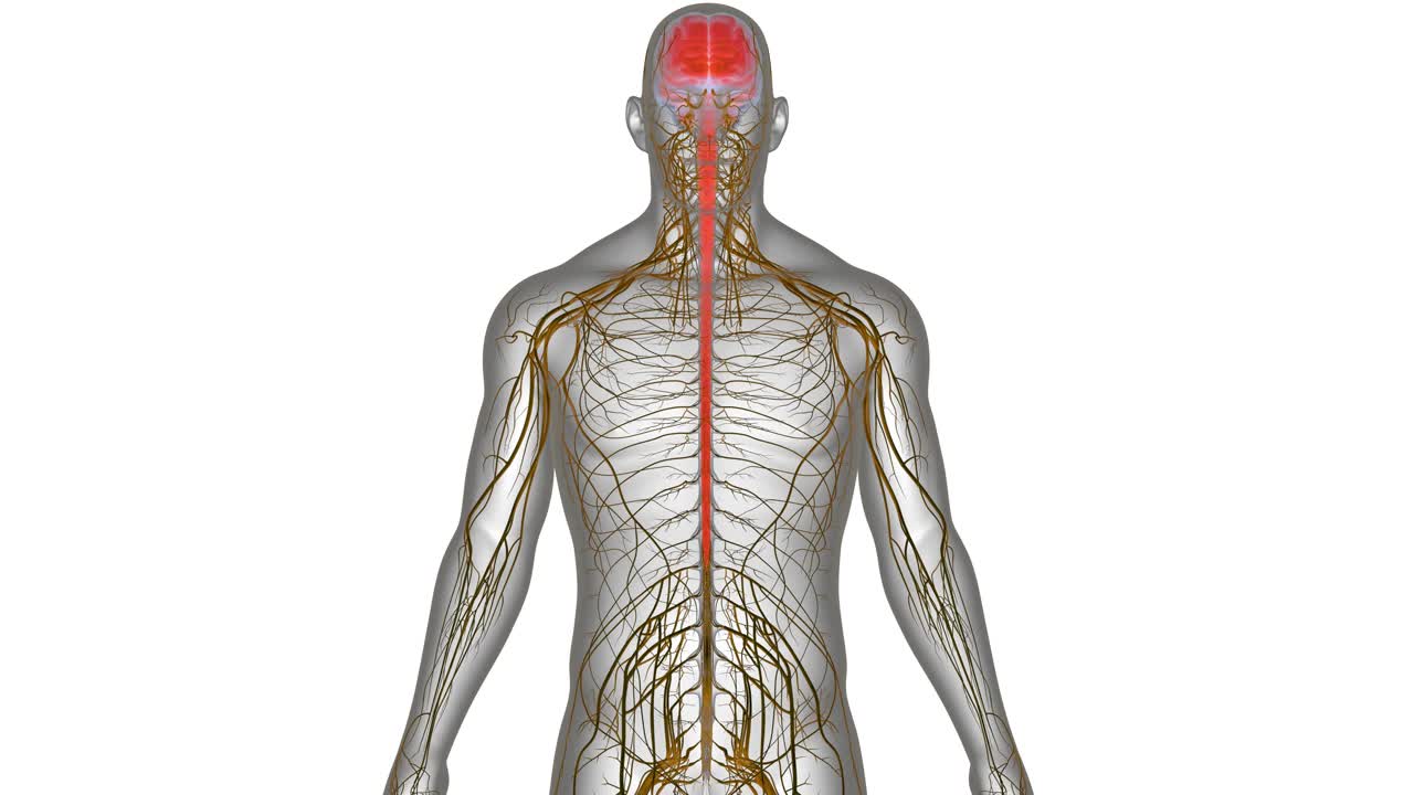 人体神经系统中枢器官脑解剖动画概念视频素材