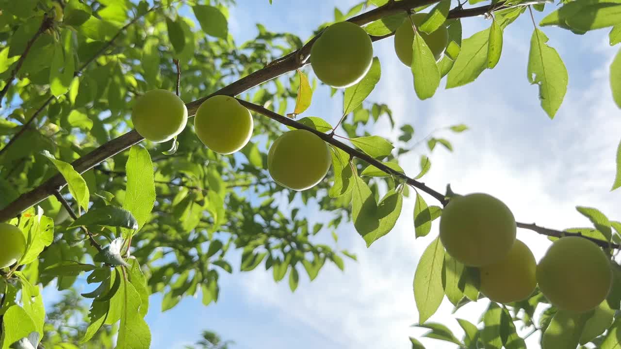 丰富的成熟的黄色樱桃，梅子，梅子或梅子在树上收获视频素材