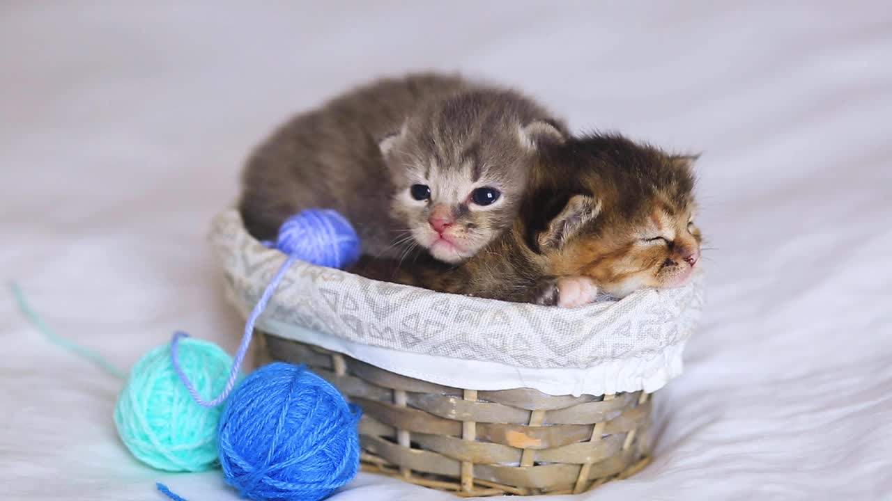 两只虎斑猫睡在一个篮子里，白色的床上有蓝色和紫色的球和一串串的线。好奇的小猫躺在白毯子上看着相机。视频素材