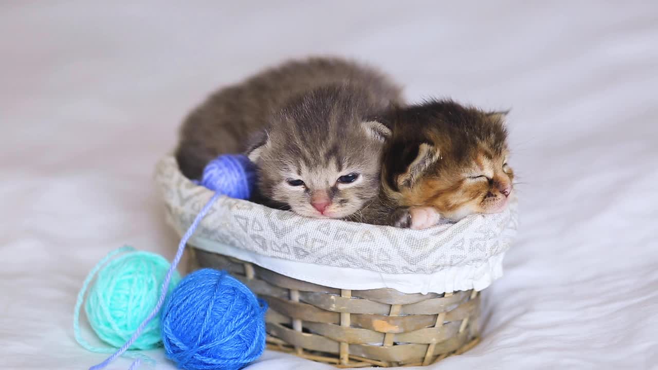 两只虎斑猫睡在一个篮子里，白色的床上有蓝色和紫色的球和一串串的线。好奇的小猫躺在白毯子上看着相机。视频素材