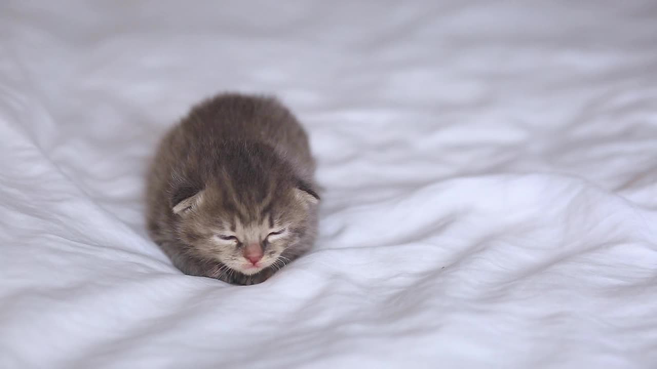 一只小虎斑猫躺在一张白色的床上。毛茸茸的小猫睡在白毯子上。视频素材