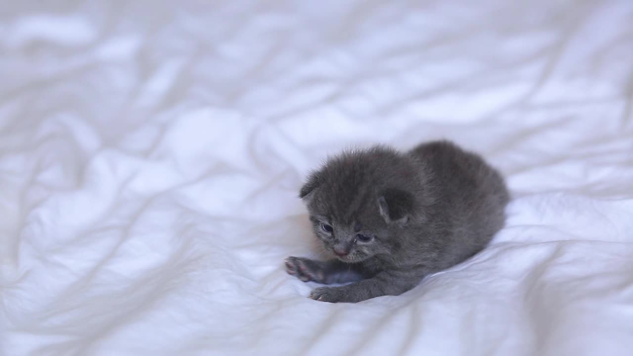 一只灰色的小猫躺在一张白色的床上等待食物。一只好奇的小猫躺在白毯子上看着镜头。视频素材