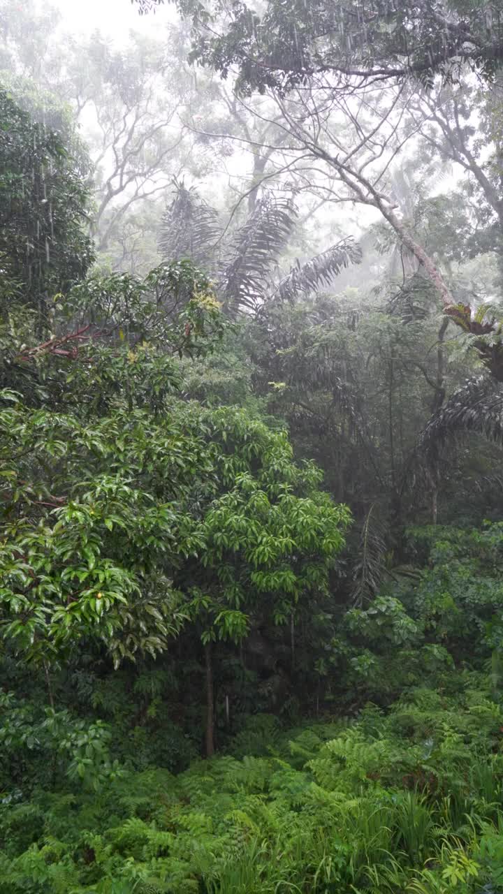 热带雨林的雨水视频下载