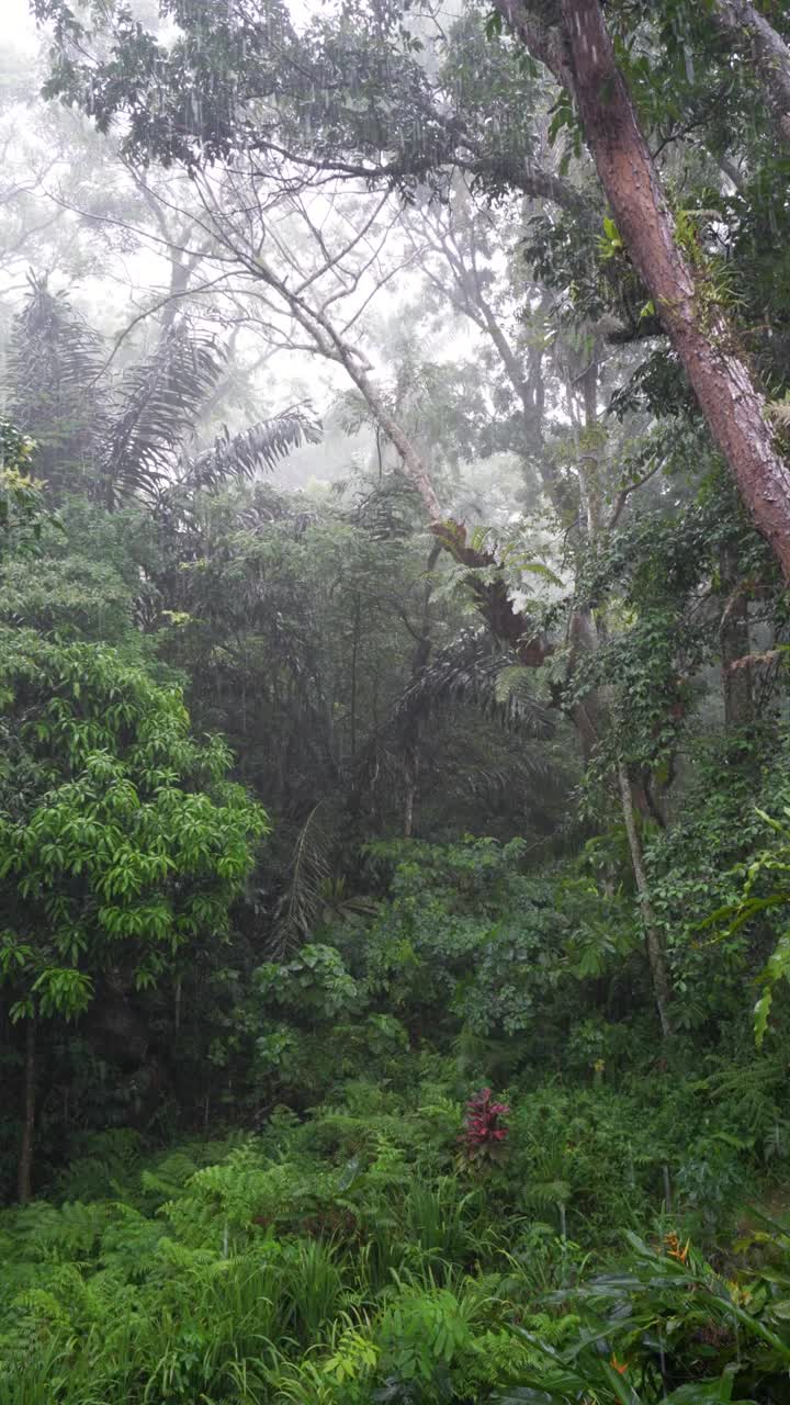 热带雨林的雨水视频下载