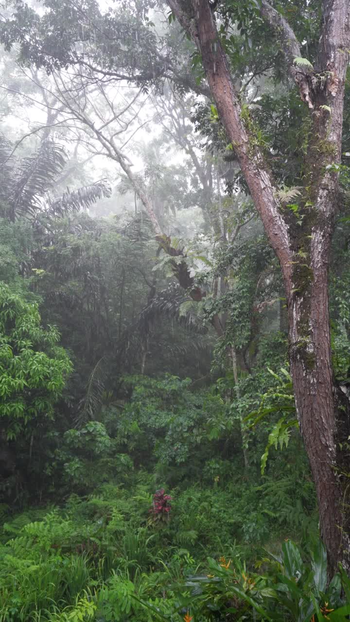 热带雨林的雨水视频下载