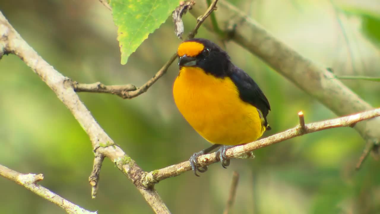 雄性紫冠菊(euphonia violacea)视频素材