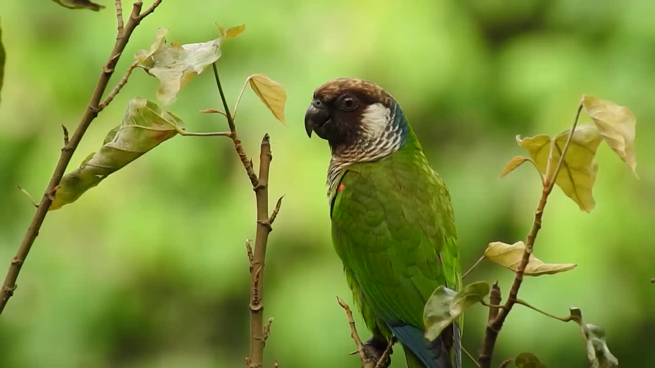 灰胸长尾小鹦鹉(Pyrrhura griseipectus)，巴西的一种濒危鸟类视频素材