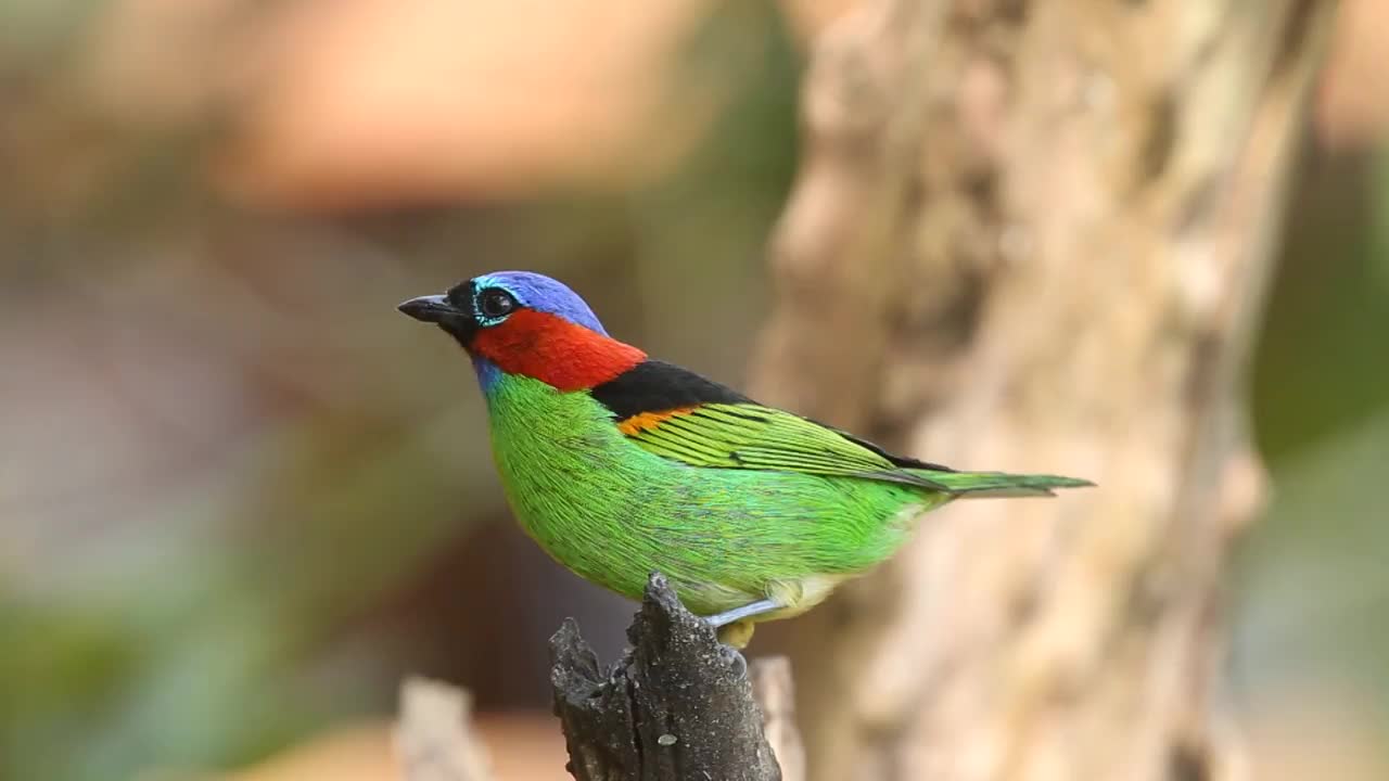 雄性红颈tanager (Tangara cyanocephala)视频素材