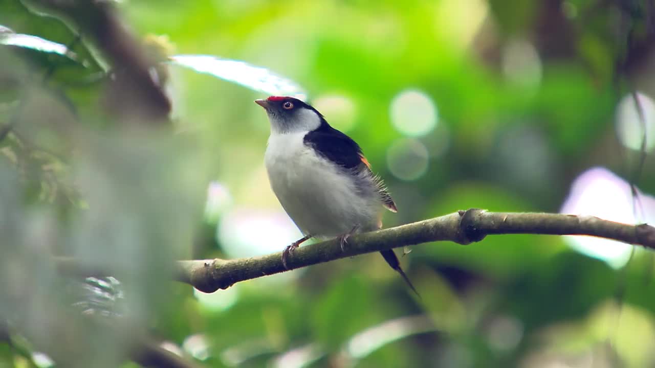 雄性细尾侏儒鸟(Ilicura militaris)发声视频素材