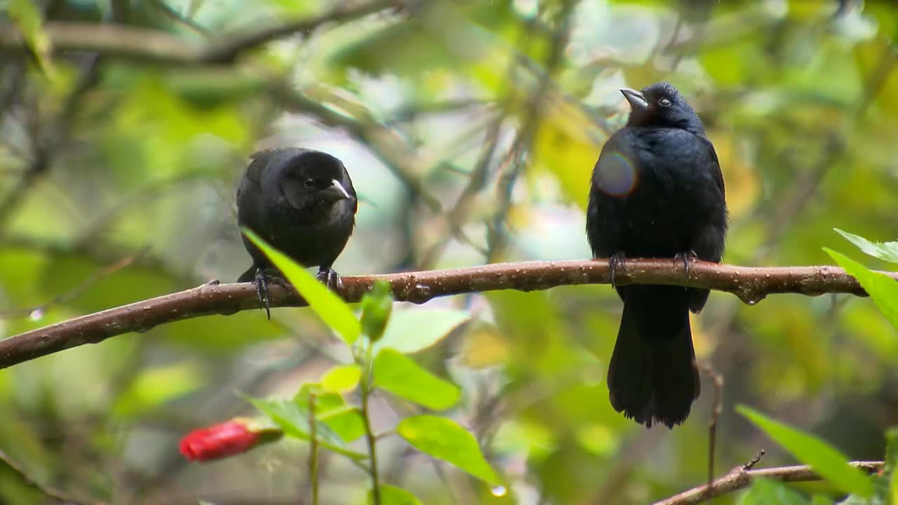 闪亮牛鹂(Molothrus bonariensis)和红宝石冠Tanager (Tachyphonus coronatus)视频素材