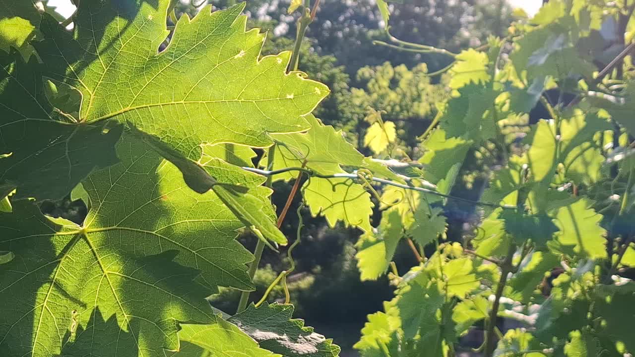 夏季蔓生植物视频下载