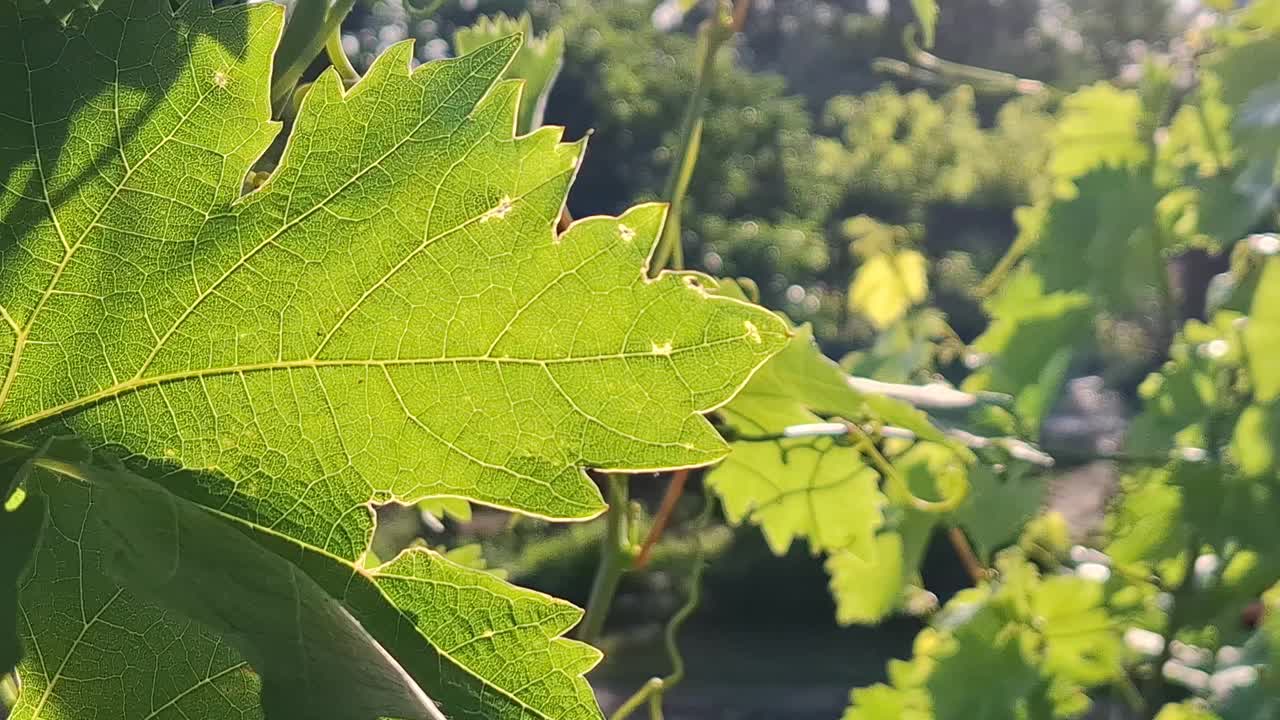 夏季蔓生植物视频下载