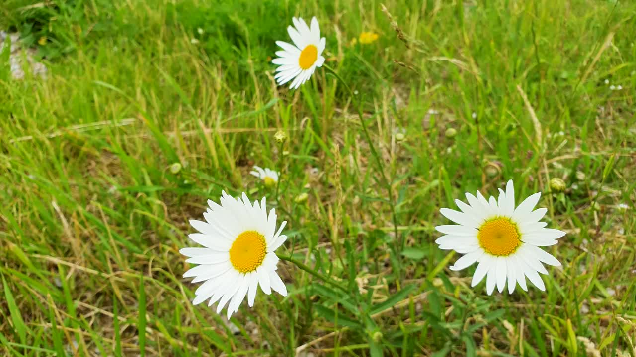 田野里的雏菊特写。夏天洋甘菊开在草地中间视频素材