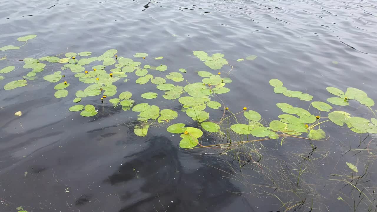 水上的百合花。湖上、河上杂草丛生。视频素材