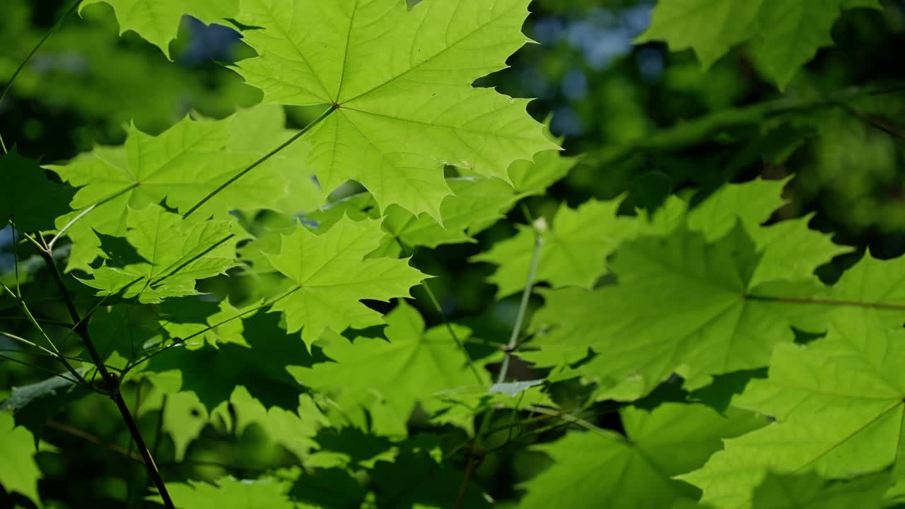 一名手持遥控器的四轴飞行器操作员在户外将无人机放在他的面前。无人机起飞了。视频下载