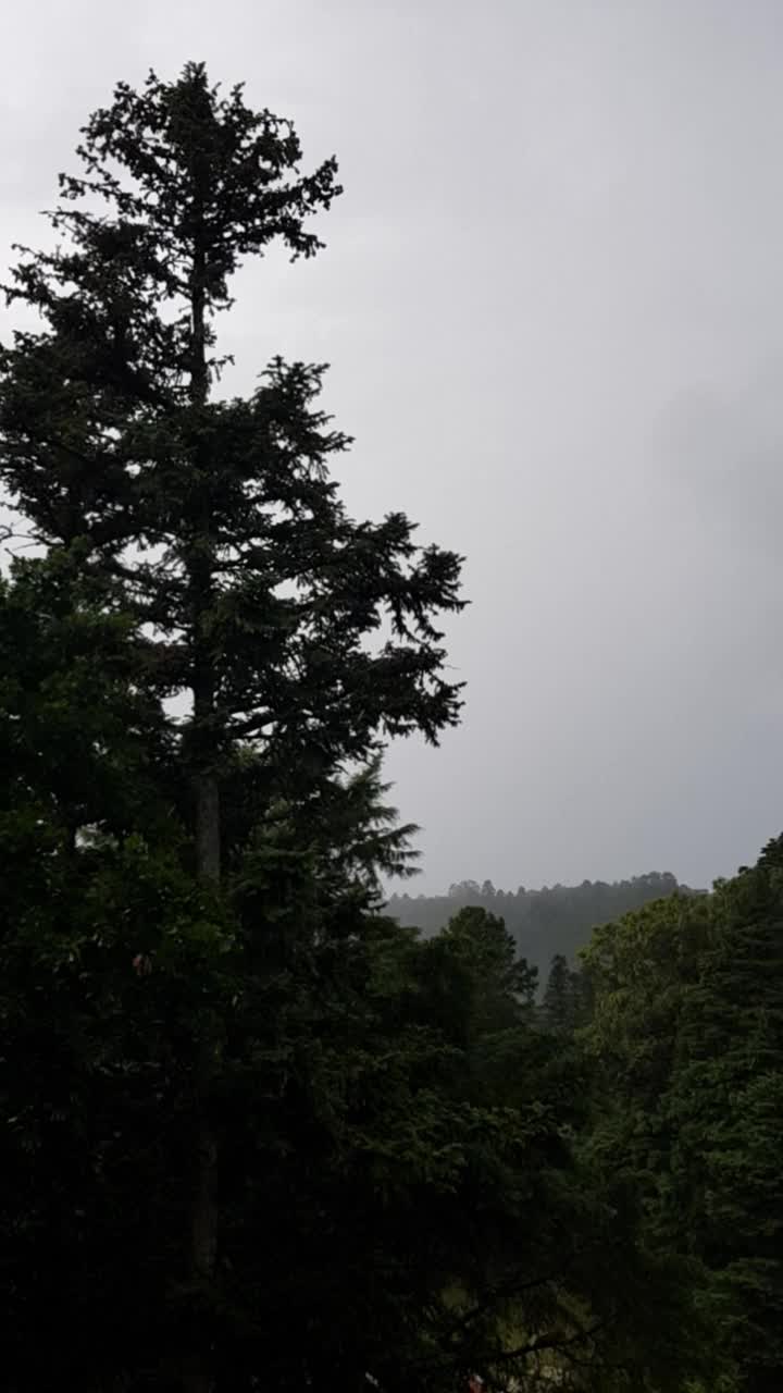 大雨落在树林里视频下载